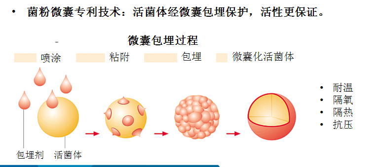 益生菌：免疫力是最好的医生