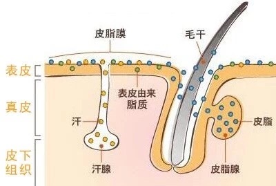 祛除痘痘一步到位